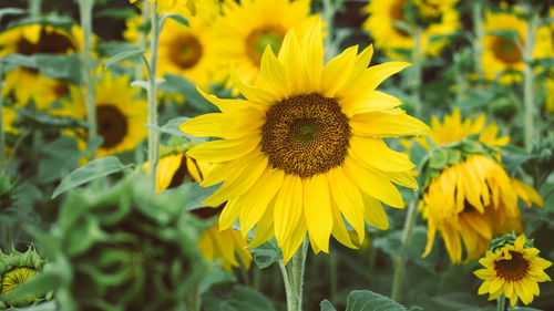 Close-up of yellow flowering plant