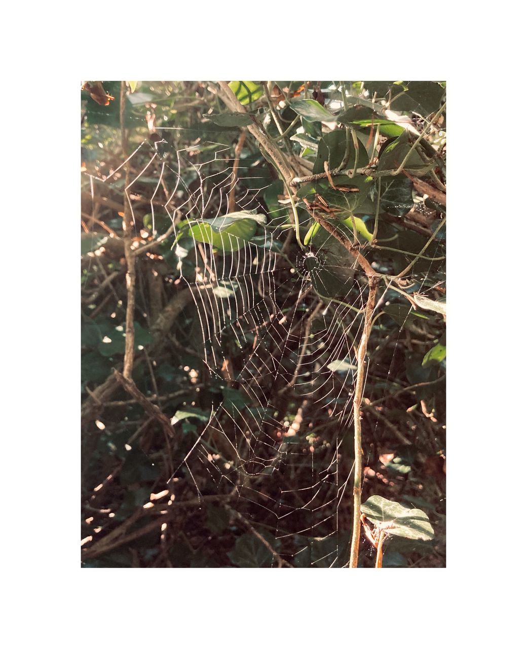 CLOSE-UP OF SPIDER WEB IN PLANT