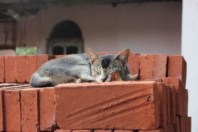 Cat sleeping on wall