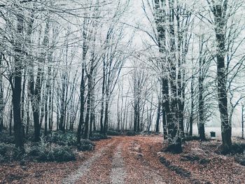 Trees in forest during autumn