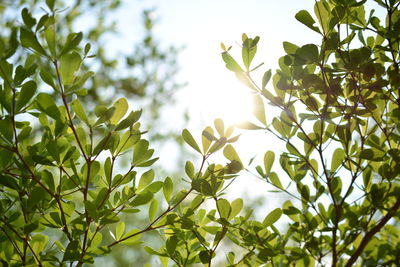 Low angle view of leaves against sky