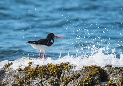 Bird perching on sea shore