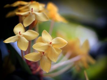 Close-up of flowers