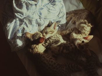 High angle view of kittens relaxing on bed