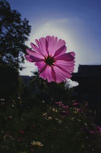 Pink cosmos flowers blooming against sky