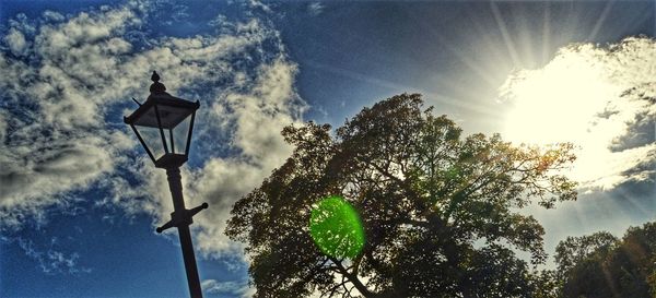 Low angle view of sun shining through trees