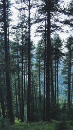 Pine trees in forest