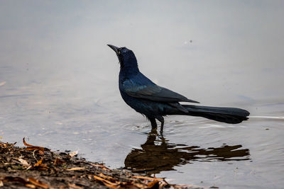 Close-up of bird perching on rock