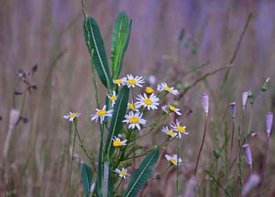 Close-up of purple flowering plant on field