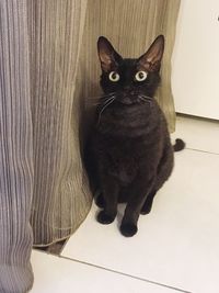 Close-up portrait of black cat sitting