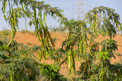 Close-up of plants against sky