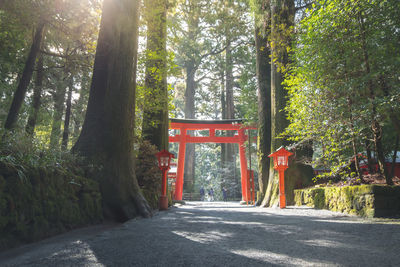 Walkway amidst trees in forest