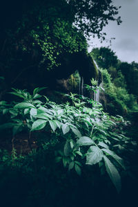 Close-up of fresh green plant by trees