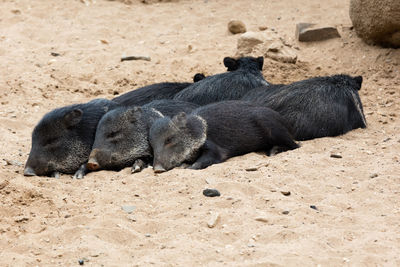 High angle view of piglets sleeping at beach