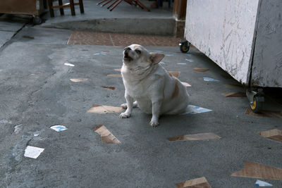 Dog on footpath