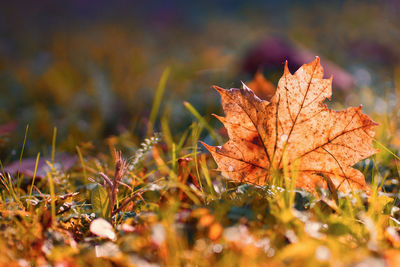 Close-up of maple leaf during autumn