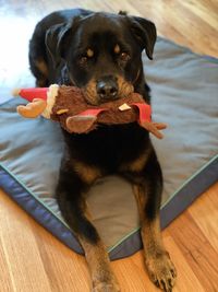 Portrait of black dog sitting on wooden floor