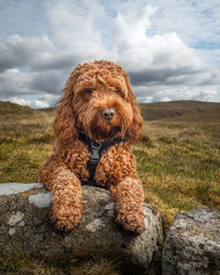 Cockapoo dog resting on a rock during a walk in the scottish hills