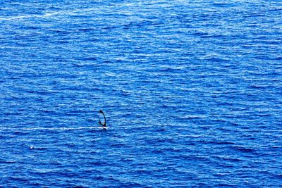 High angle view of bird in water