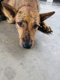 Close-up portrait of a dog
