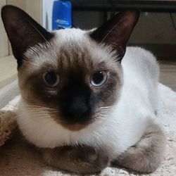 Close-up portrait of cat