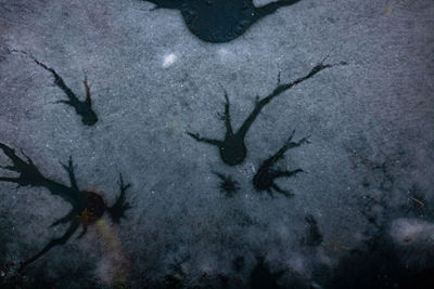 Aerial view of silhouette landscape during winter at night