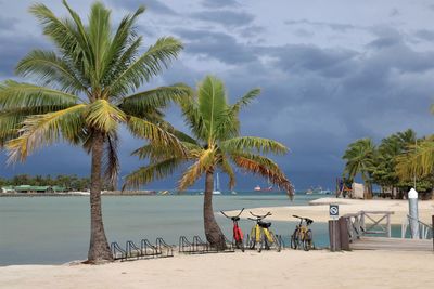 Palm trees on beach against sky