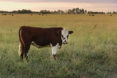 Cows grazing on field