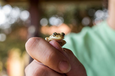 Close-up of hand holding small lizard