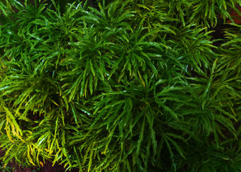 Full frame shot of green plants