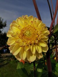 Close-up of yellow flowering plant