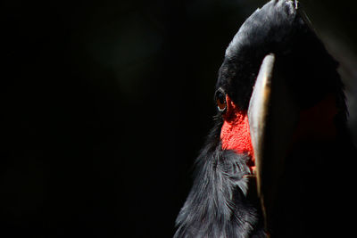 Close-up of a bird against black background