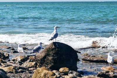 Seagull perching on rock in sea