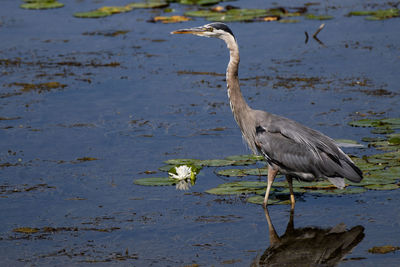 A great blue heron, wading in the water ardea herodias
