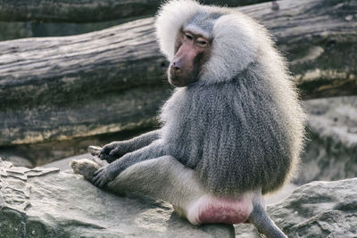 Close-up of baby sitting on tree