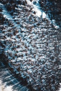 Full frame shot of frozen tree
