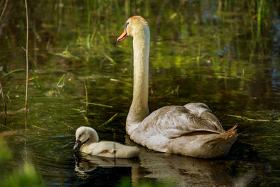 Swan swimming on lake