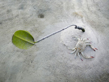 High angle view of crab on sand