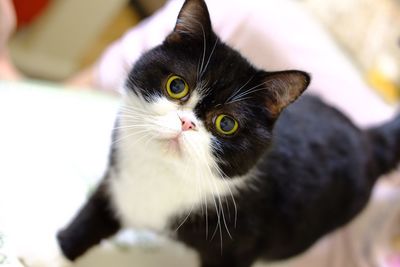 Close-up portrait of cat