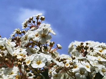 Low angle view of white flowering plant against sky