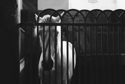 Horse standing in stable