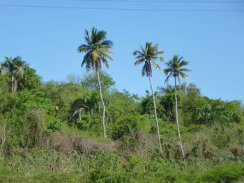 Palm trees on landscape against clear sky