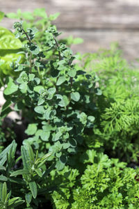 Close-up of fresh green plants