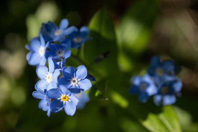 Close-up of purple flowering plant