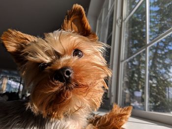 Close-up of dog looking away