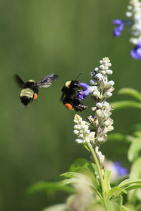 Close-up of bee pollinating on flower