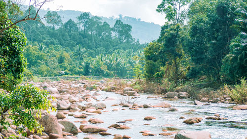 Rocks by trees in forest