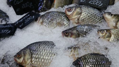 High angle view of fish for sale in market