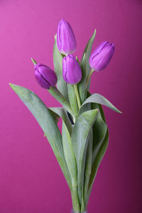 Close-up of purple tulips against colored background