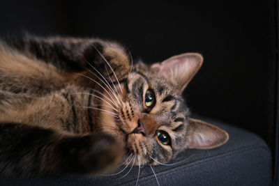 Close-up of cat looking away